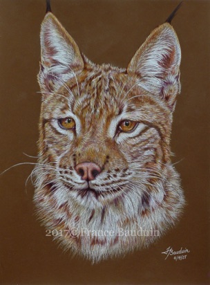 Lynx portrait - 12 hours
Brown Colourfix Smooth paper
11.7" x 8.5"
Ref: My own photo